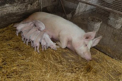 Pig Nursing Piglets in a Farm Setting During Daylight Hours Stock Photos
