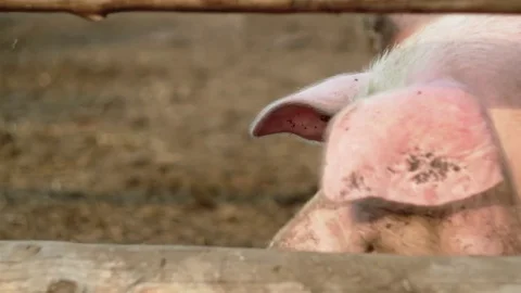 Pig in the pasture Stock Footage 70090237