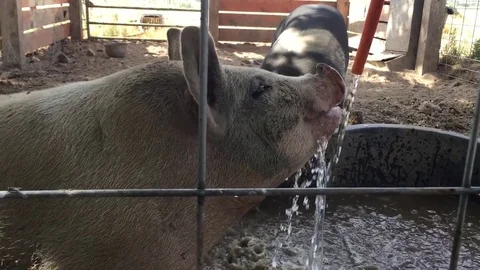 Pig in a pen, drinking water from hose HD Stock-Footage 80236131