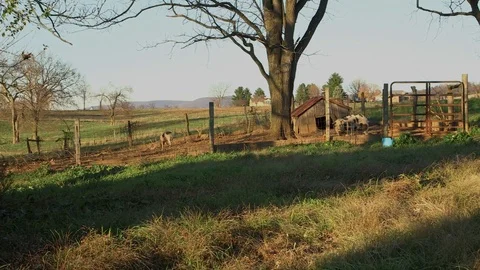 Pig pen 库存影片 97763946