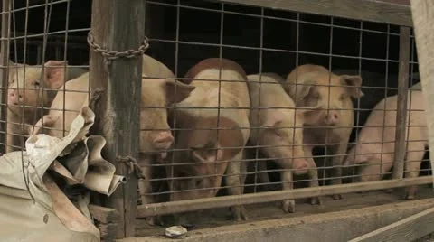 Pig Pen Outside Stock Footage 12377785