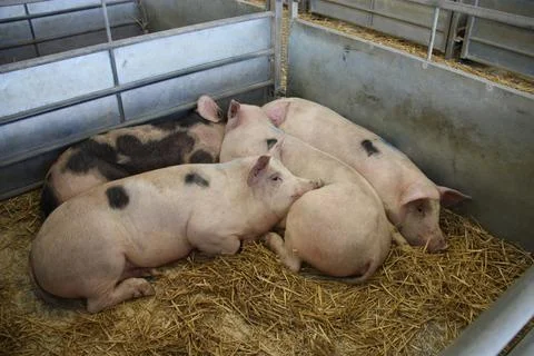 Pig Pen. Stock Photos