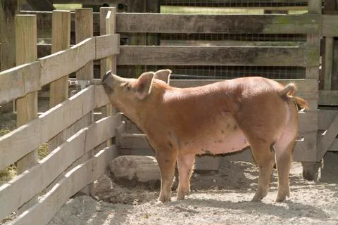 Pig Stock Photos
