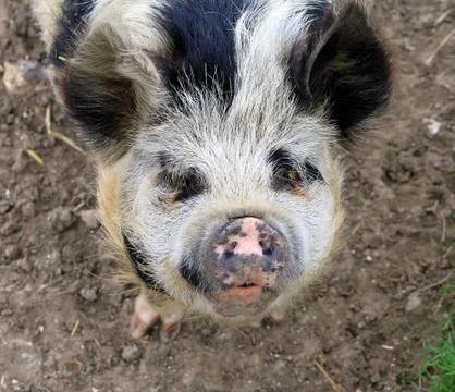 Pig Stock Photos
