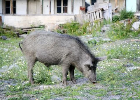 Pig Stock Photos