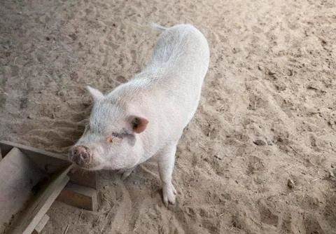 Pig Stock Photos