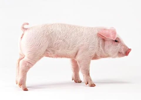 Pig Stock Photos