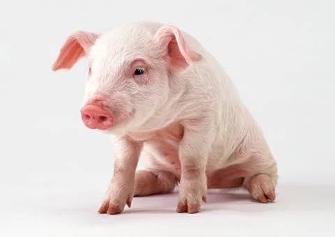 Pig Stock Photos