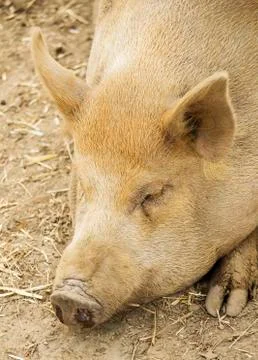 Pig Stock Photos