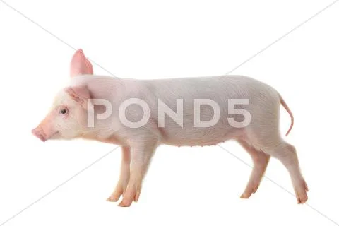 Pig Stock Photos