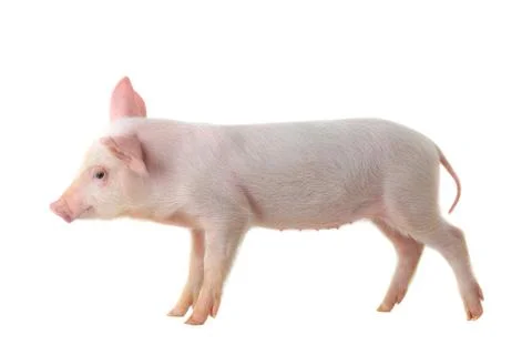 Pig Stock Photos