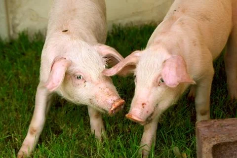 Pig Stock Photos
