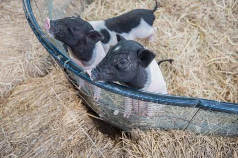 Pig Stock Photos