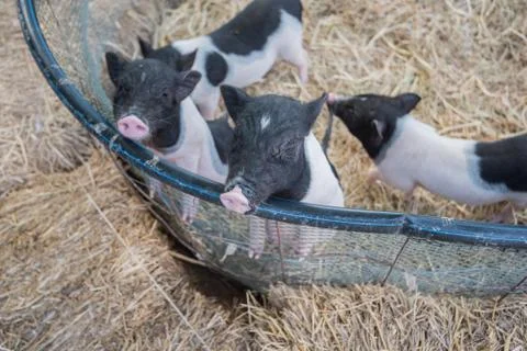 Pig Stock Photos