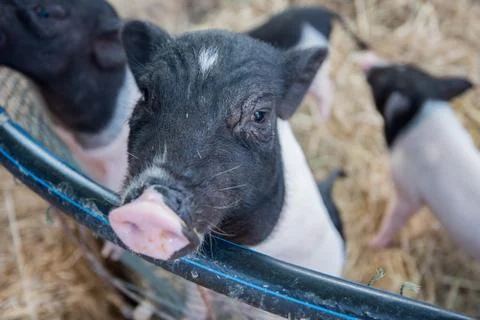 Pig Stock Photos