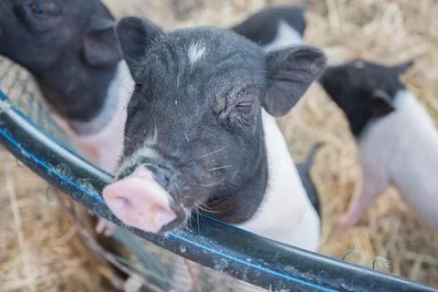 Pig Stock Photos