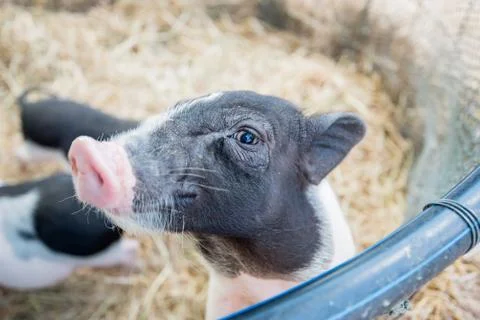 Pig Stock Photos