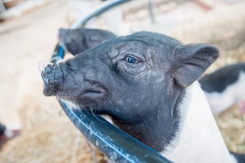 Pig Stock Photos