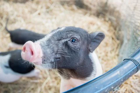 Pig Stock Photos