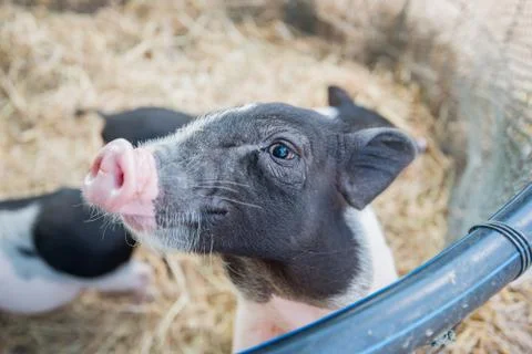 Pig Stock Photos
