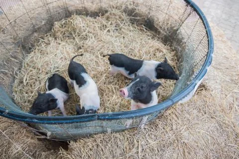 Pig Stock Photos