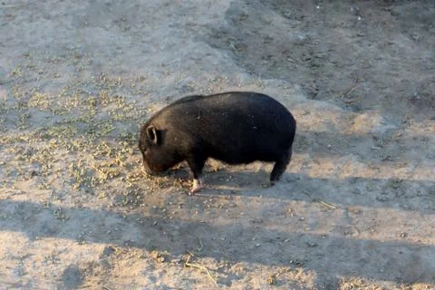 Pig Stock Photos