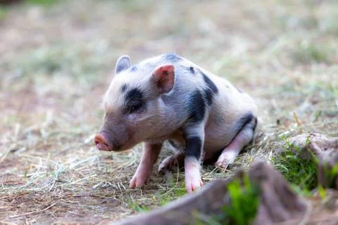 Pig Stock Photos