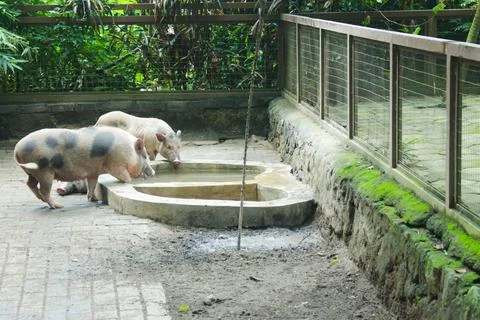 Pig Stock Photos