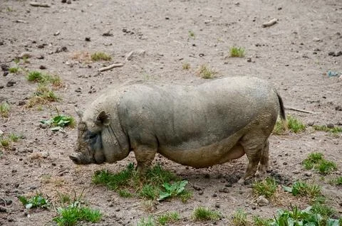 Pig Stock Photos