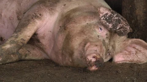 Pig at pig farm Video stock 216437354