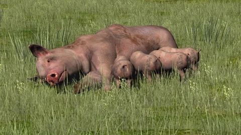 Pig with piglets in the grass Video stock 74744068