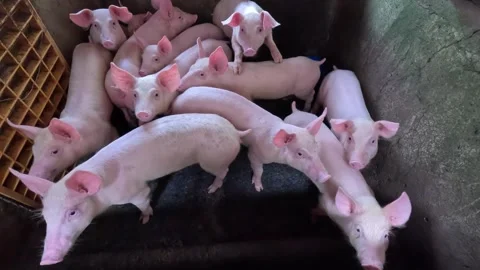 Pig piglets looking up from the pen 库存影片 243217286