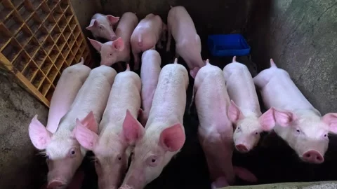 Pig piglets looking up from the pen Video stock 243217504