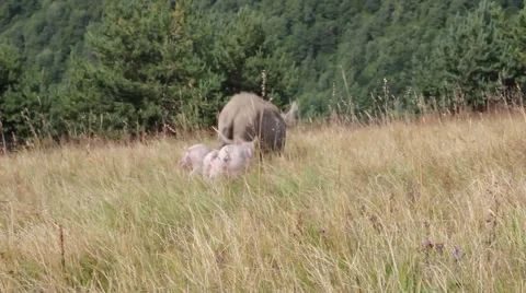 Pig with piglets on a mountain grassland. Stock Footage 65802640