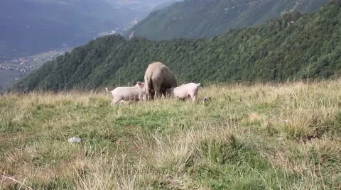 Pig with piglets on a mountain pasture. Stock Footage 65802629