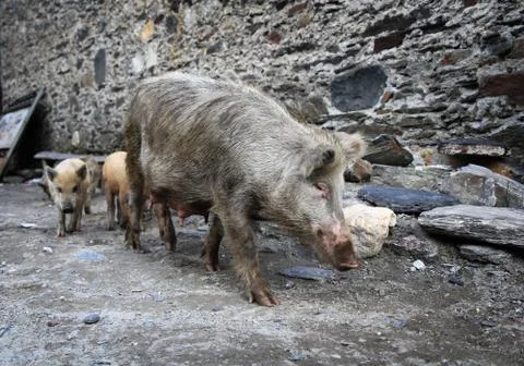 Pig with piglets Stock Photos