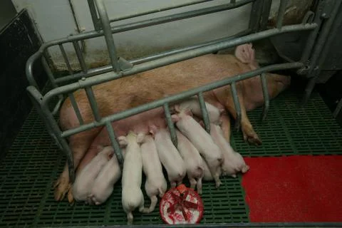Pig with piglets Stock Photos