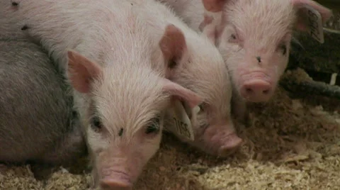 Pig in a Pigsty Видео 54602258