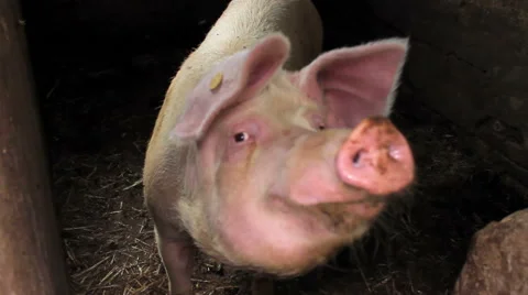 Pig in a pigsty looks into camera Stock Footage 48307853