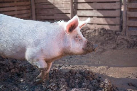 Pig in a pigsty Stock Photos