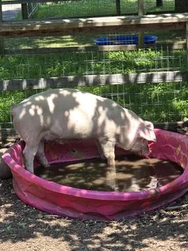 Pig in a Pink Pool Stock Photos