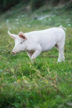 Pig playing in the grassy field Stock Photos