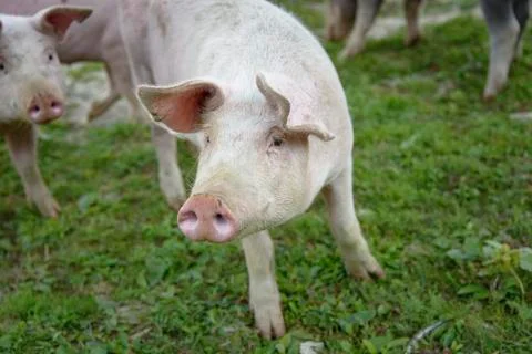 Pig playing in the grassy field Stock Photos