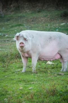 Pig playing in the grassy field Stock Photos