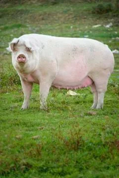 Pig playing in the grassy field Stock Photos