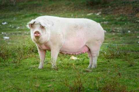 Pig playing in the grassy field Stock Photos