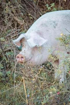Pig playing in the grassy field Stock Photos