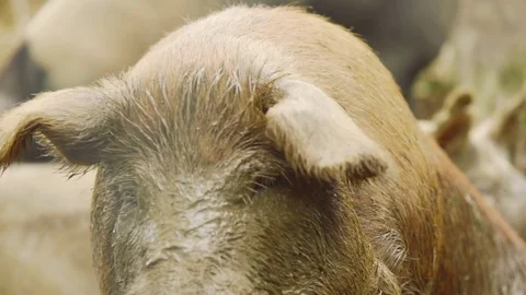 Pig playing in the mud Stock Footage 75462684