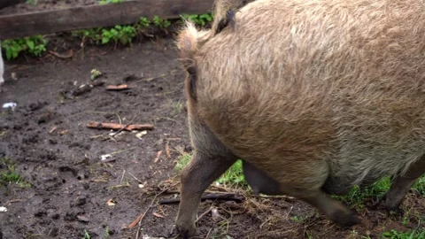 Pig that poops and waves its tail while walking around the paddock Stock Footage 247138340