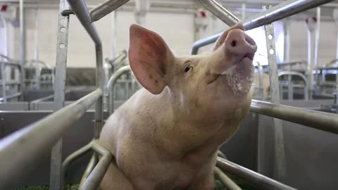 Pig in a pork meat automatic production stable of industrial food factory. Stock Footage 150160333